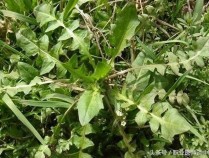 绪菜功效,蔢菜的功效