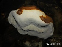 白樟芝的功效,白樟芝价格