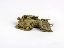 桑叶功效的诗,桑叶的中药名