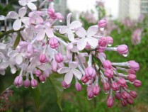 丁香花的功效,丁香花的功效与作用 百度百科