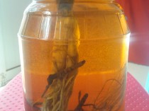 土蜂窝泡酒的功效,土蜂窝可以泡酒吗